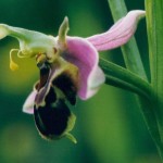 Ophrys apifera 21foto-Aarnescht-JUNI 1995-Paul HAAN