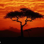 Sonnenaufgang - Masai Mara, Kenia
