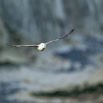 Eissturmvogel (Fulmarus glaciaris)