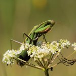 Europäische Gottesanbeterin (Mantis religiosa) & Wespenspinne (Argiope bruennichi)